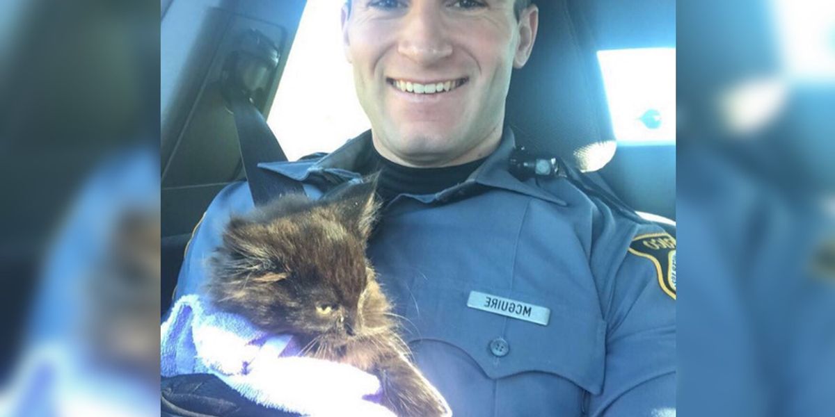 Affectionate Kitten Clings to Police Officer Video - Love Meow