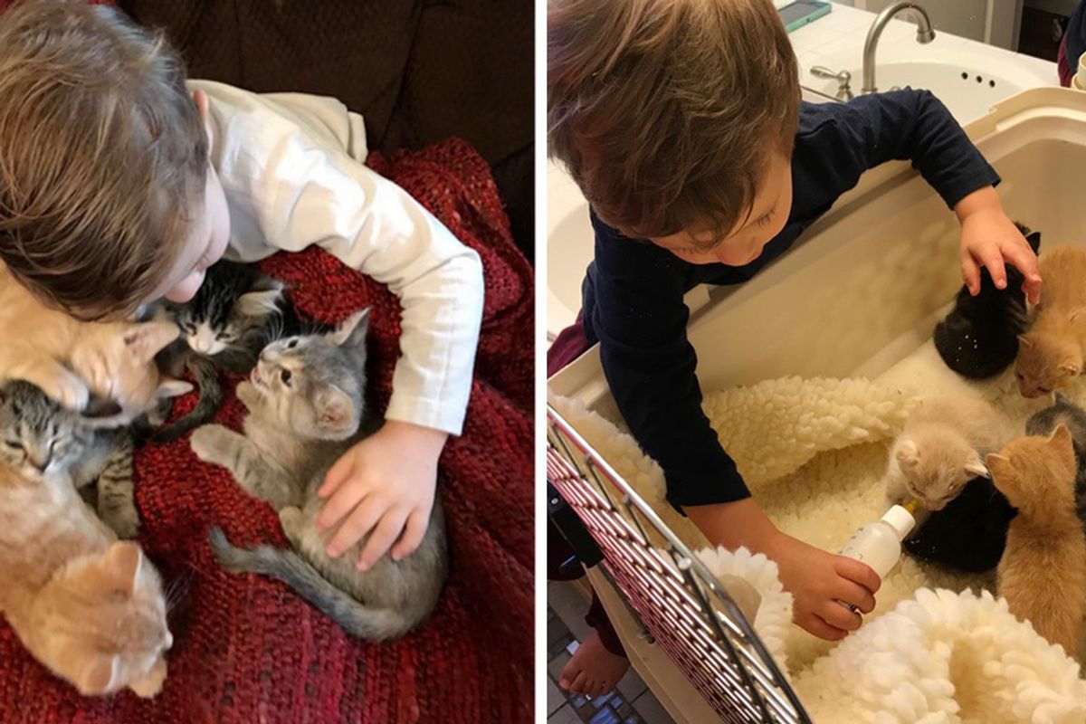 2-Year-Old Boy Loves Foster Kittens So Much He Becomes Most Dedicated Kitten-sitter