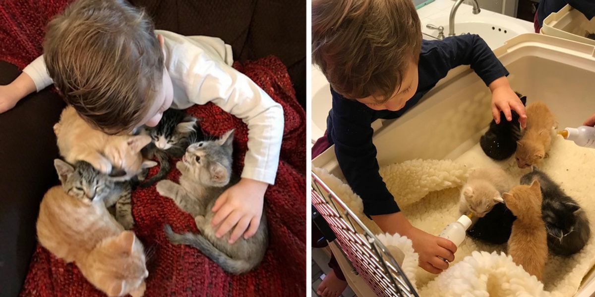 2YearOld Boy Loves Foster Kittens So Much He