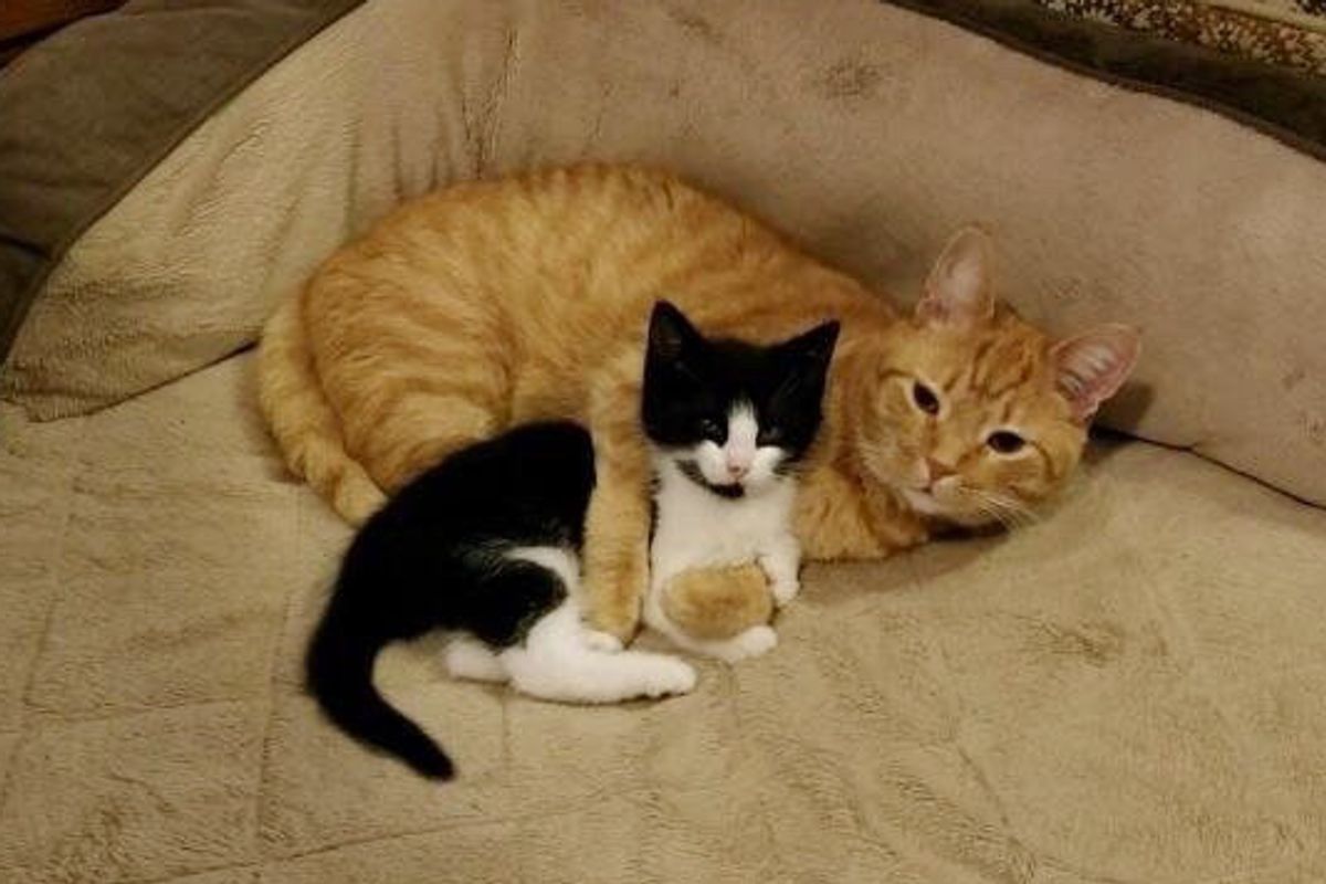 They Were Looking For a Home for Stray Kitten But Their Orange Cat Took Matters Into His Own Paws