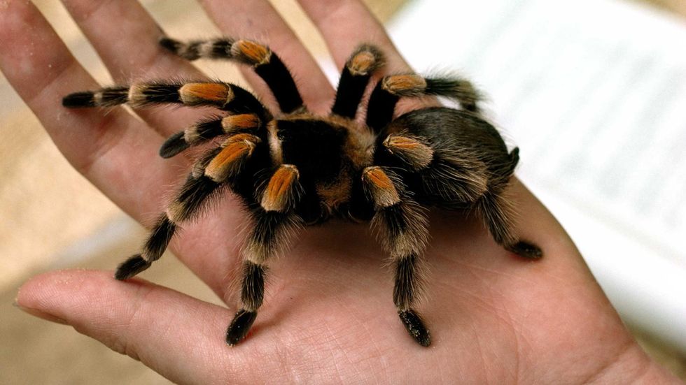 wfc kingdom tarantulas
