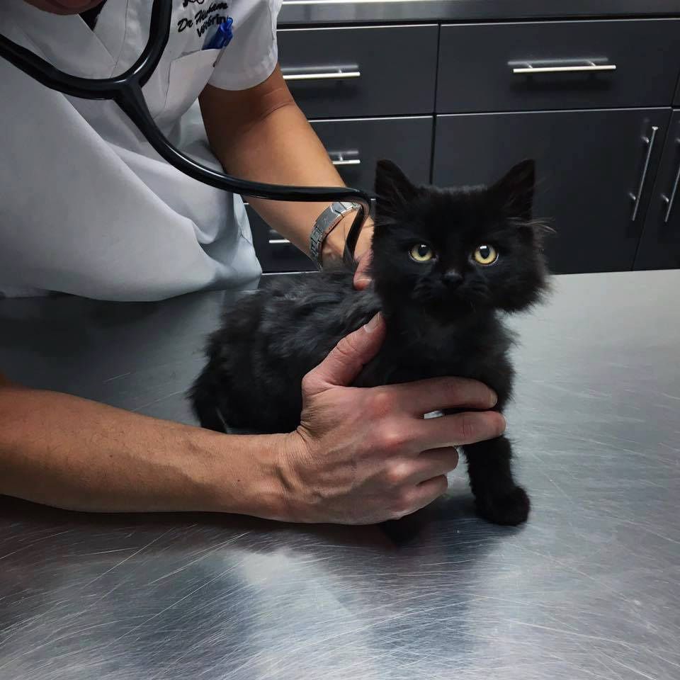 Kitten Knew He Needed Help So He Meowed Under Familyu0027s Balcony 