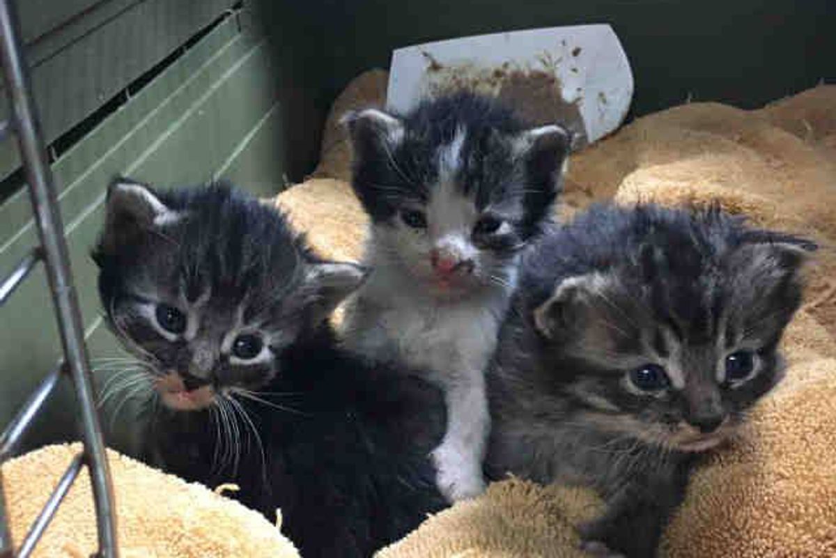 Box of Kittens Rescued From Rubble After Devastating Wildfire in Southern California