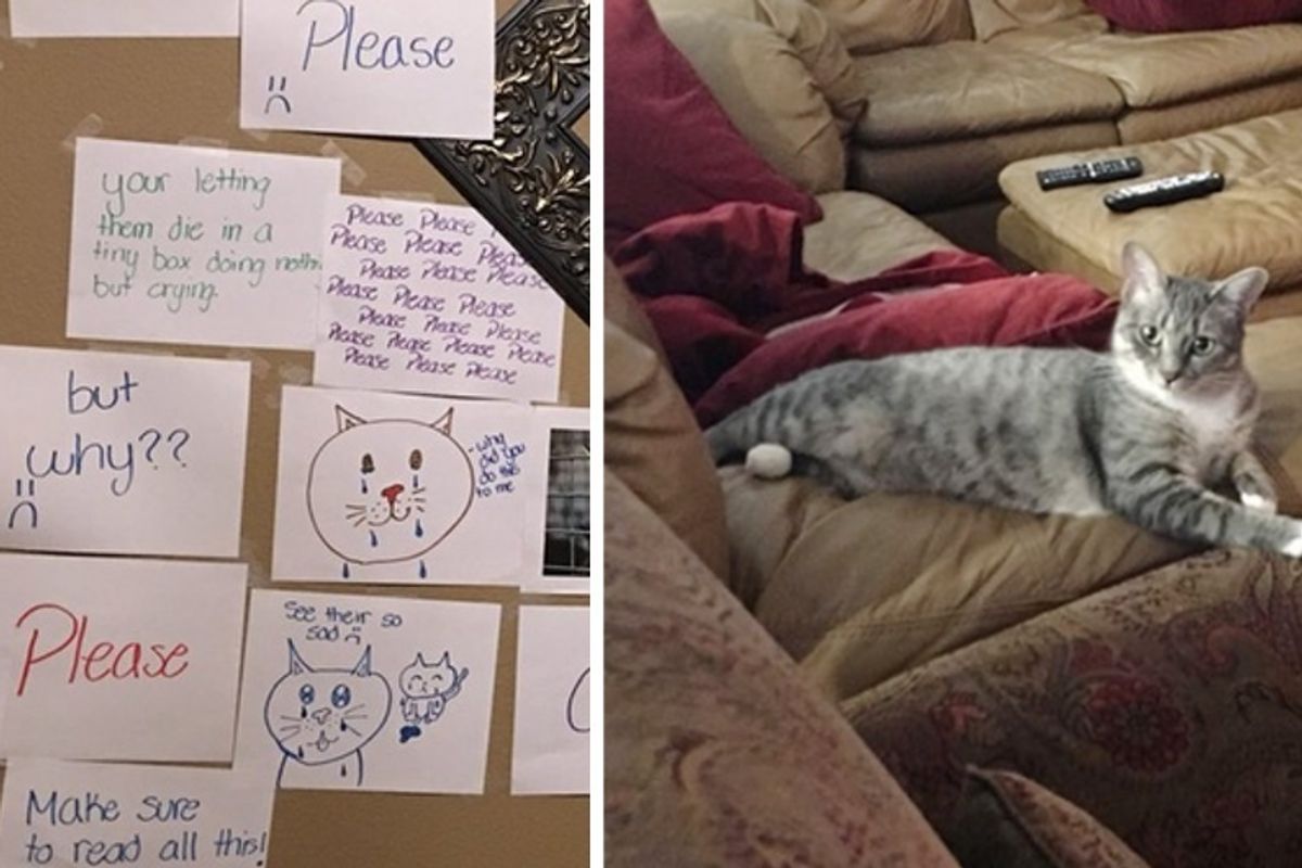 13-year-old Girl Made “Wall of Sorrow” to Convince Dad to Get a Cat From Shelter