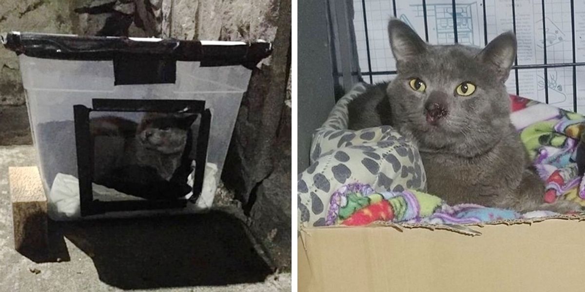 Man Saves Cat Who Lived in Box Behind Building for 3