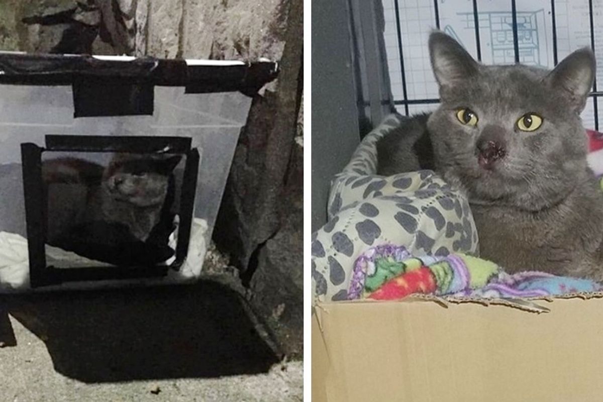 Man Saves Cat Who Lived in Box Behind Building for 3 Months, and Finds Him Warmth and Love
