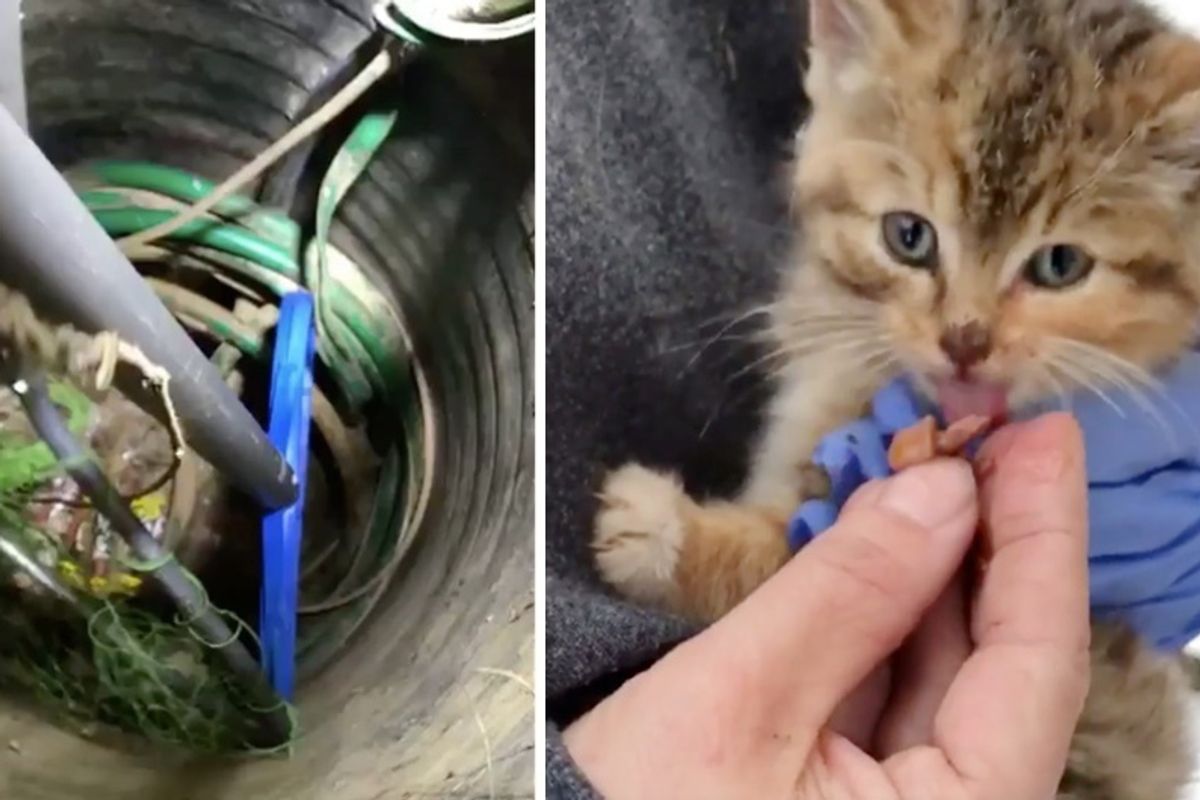 Kitten's Tiny Meows Lead Rescuers to Free Her From Under a Trailer