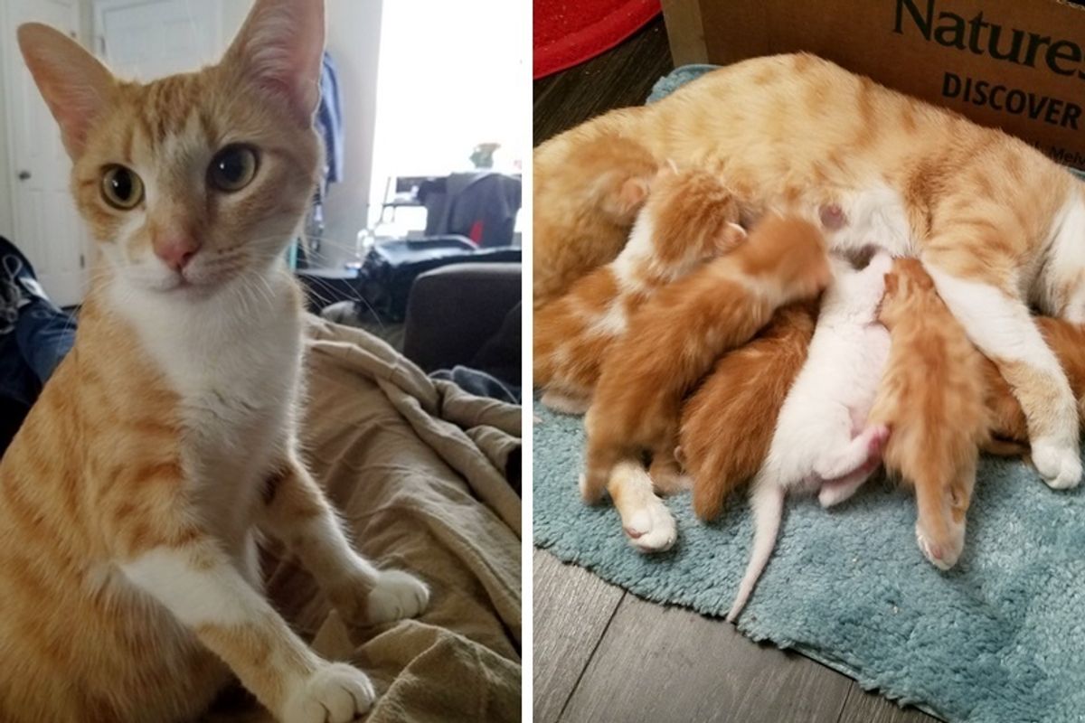 Cat Saunters Into Woman's Home and Brings Her Whole Family Along