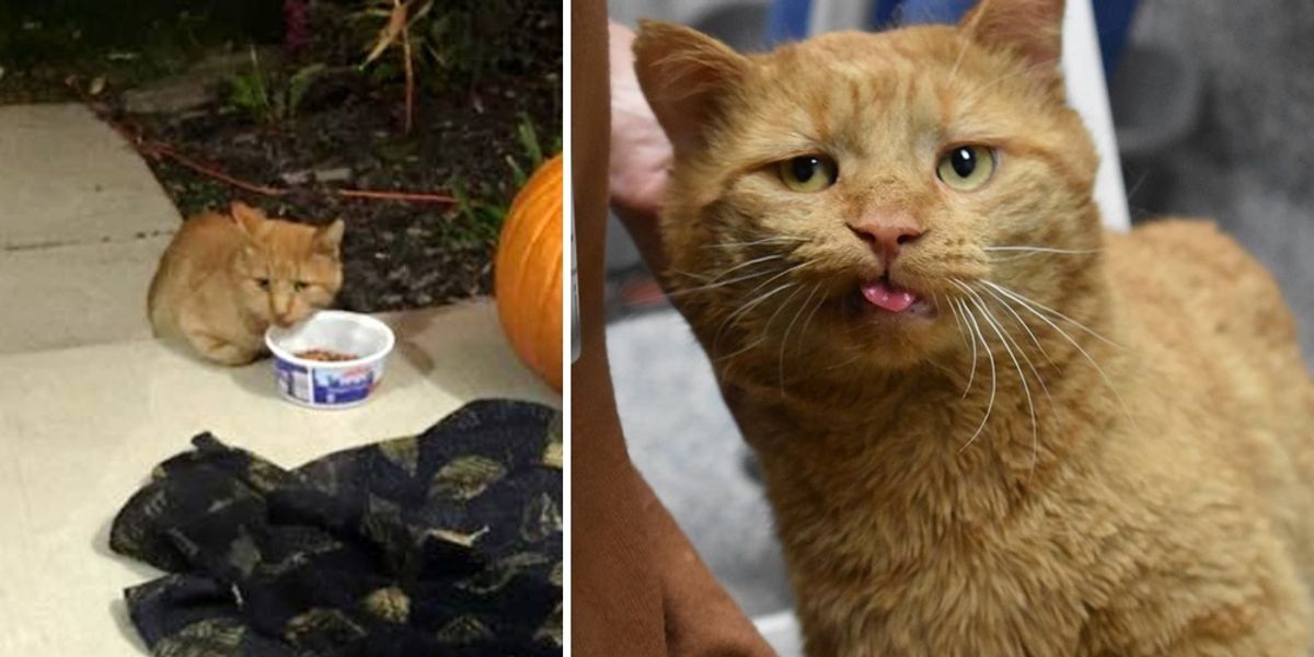 10-year-old Cat Showed Up on Porch, Hiding His Paws From Everyone Until