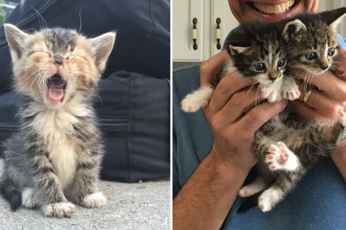 Employees Save Litter of Motherless Kittens From Streets and Turn Their Lives Around