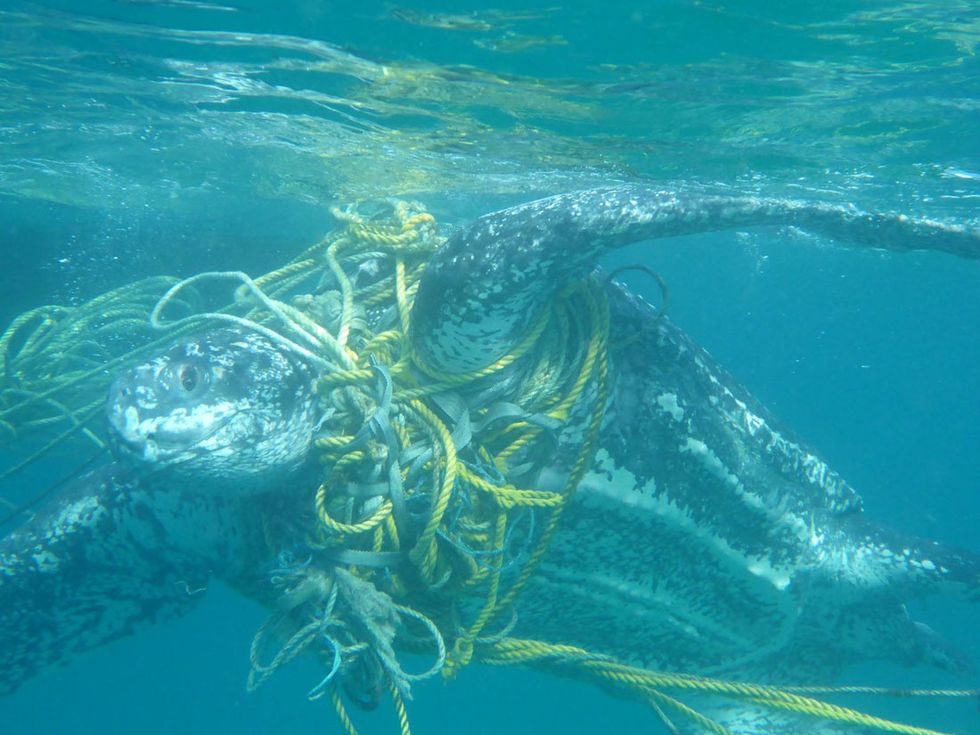 Plastic marine pollution is choking sea turtles - EHN