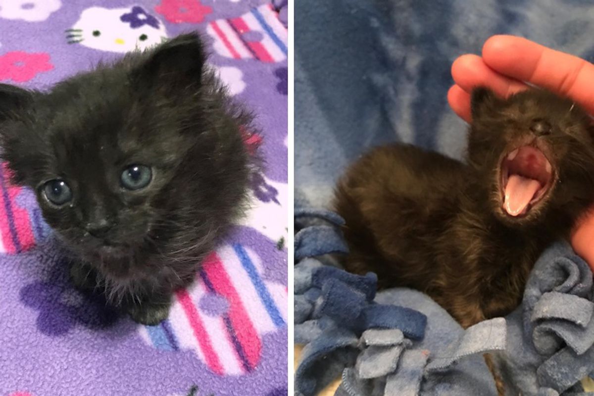 Kitten Half the Size of a Normal Cat Is Determined to Grow Big, Now 4 Months Later.