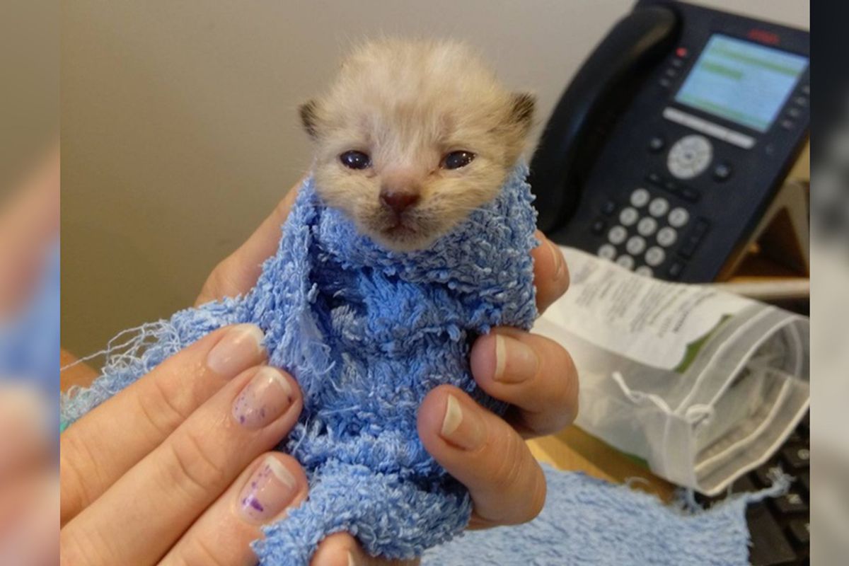 Kitten Found at Gas Station Survived Against All Odds and Grew Up To Be a Handsome Cat