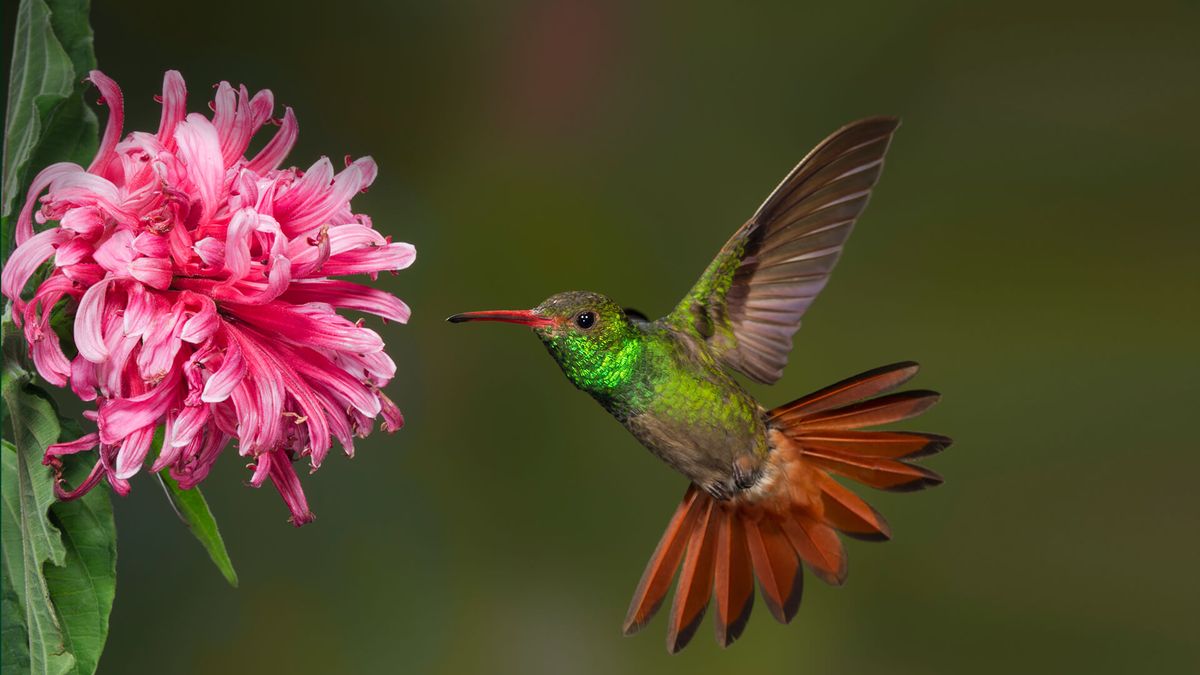 The Bloom and the Hummingbird