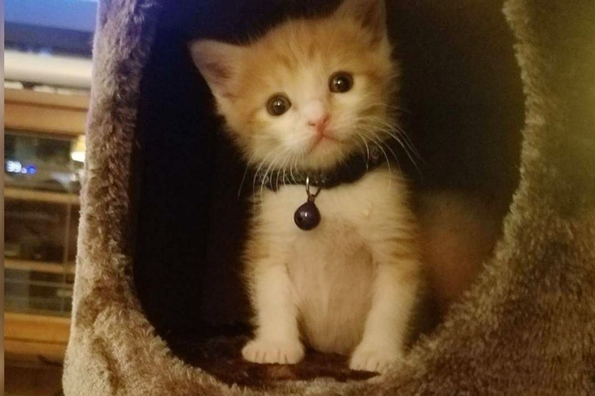 They Brought In a "Surprise" Kitten From the Streets - An Employee Offered to Be His New Mom