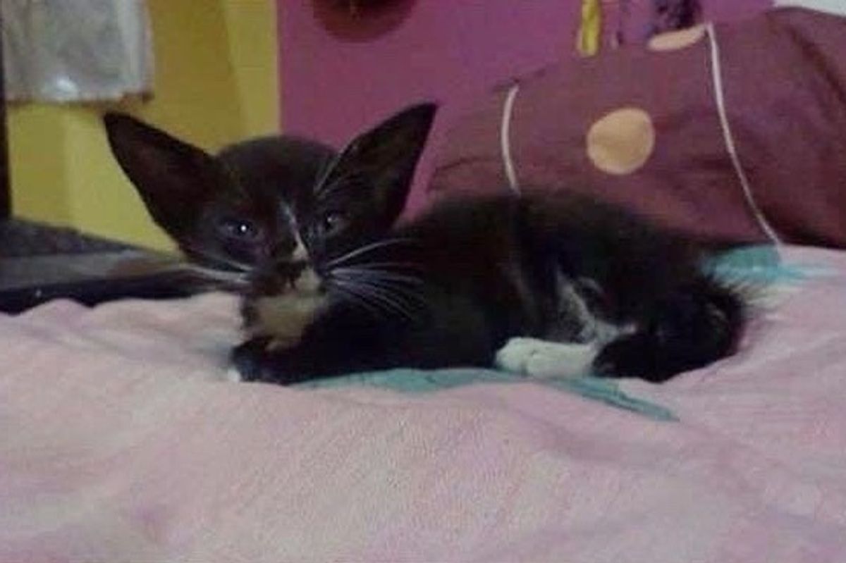 Family Saves Kitten With "Bat Ears" From the Drain and Raises Her into Beautiful Tuxedo Cat