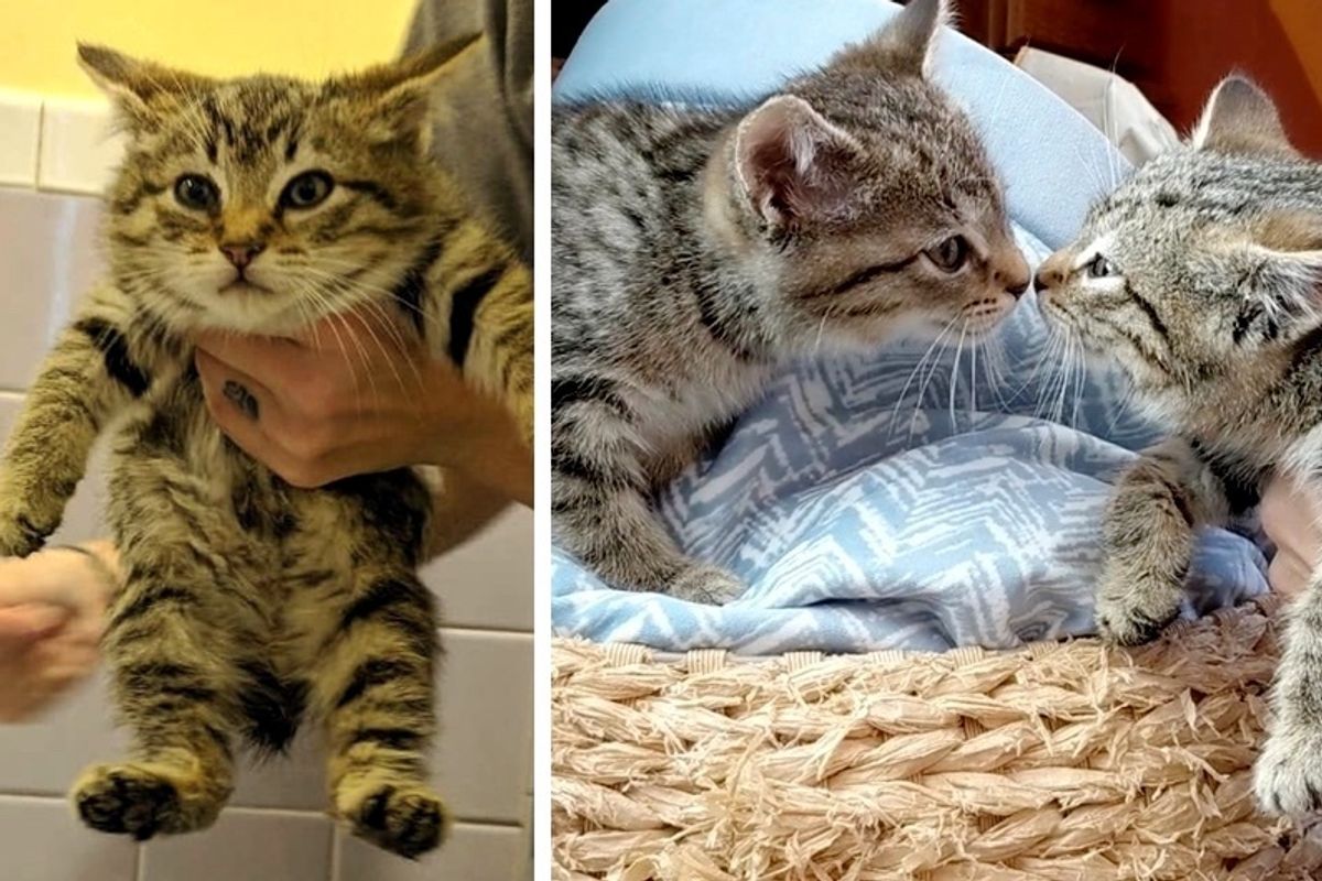 Rescuer Saves Bobtail Kitten and Goes Back to Find Her Brother - Sweetest Reunion!
