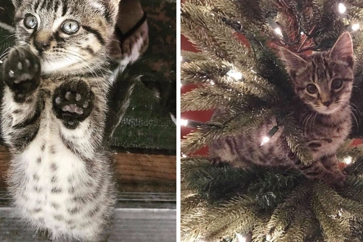 Kitten So Happy to Have Christmas Tree of His Own After Being Saved From Trash Can