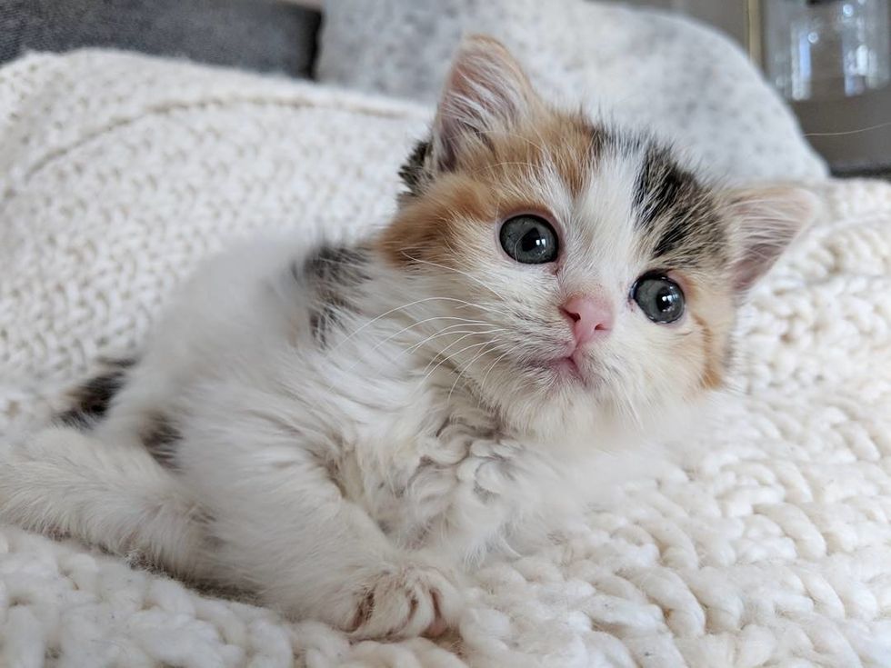 Calico Kitten Saved From Under Porch Finds Her Cattitude Through a ...