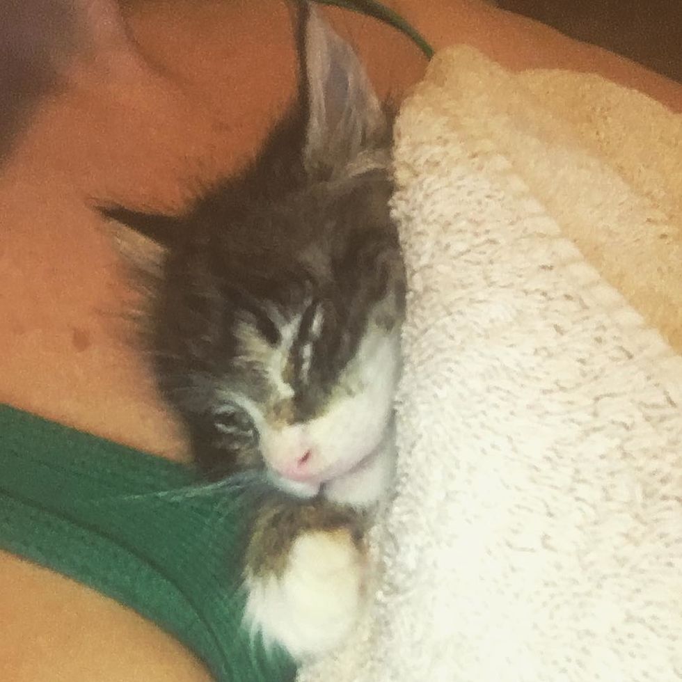 Woman Saved Kitten Found in Middle of Road - Little Did She Know the ...
