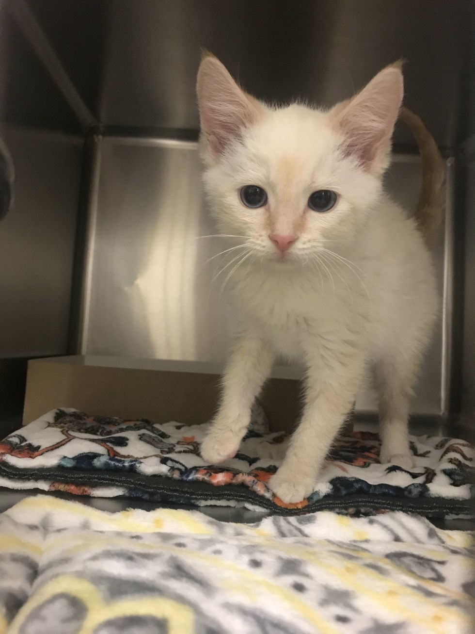 Last Kitten at Shelter Reaches Out To Woman and Asks Her to Take Her ...