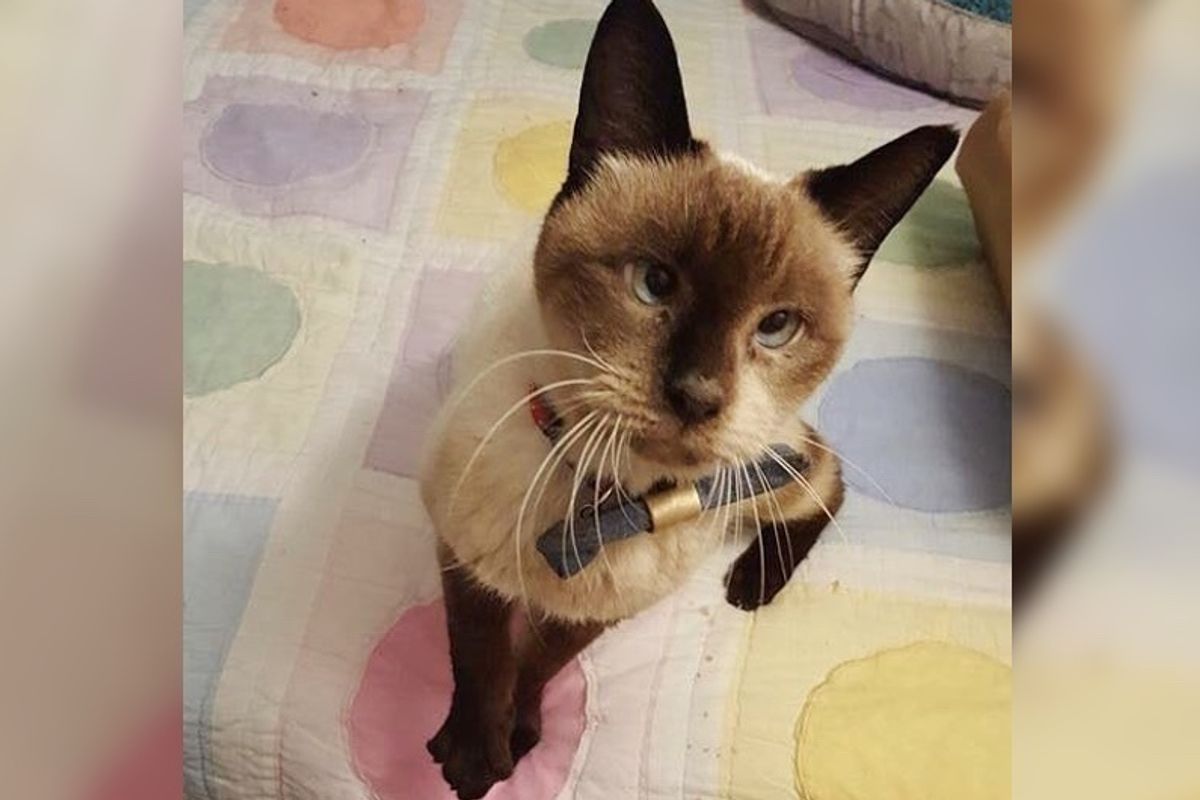 10-year-old Cross-eyed Cat Doesn't Know Why No One Wanted Her But She Continues to Love