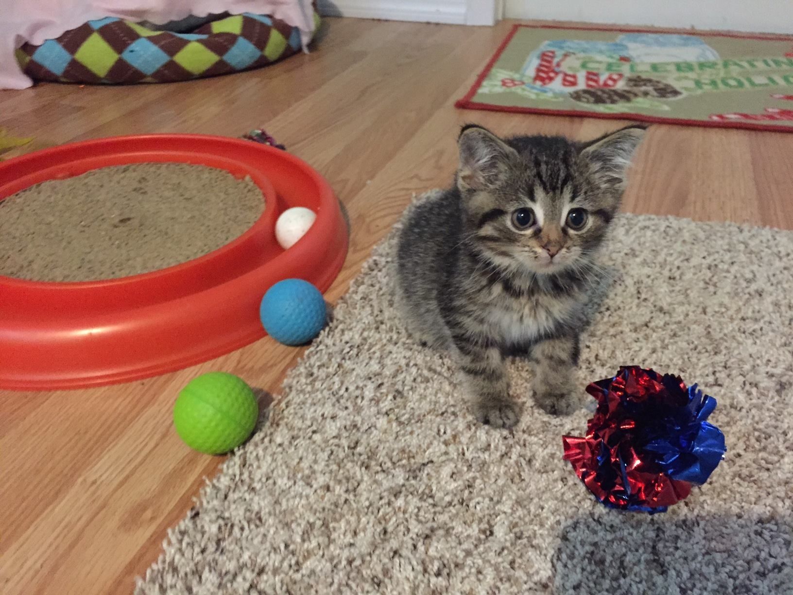 valley cats cat and kitten rescue