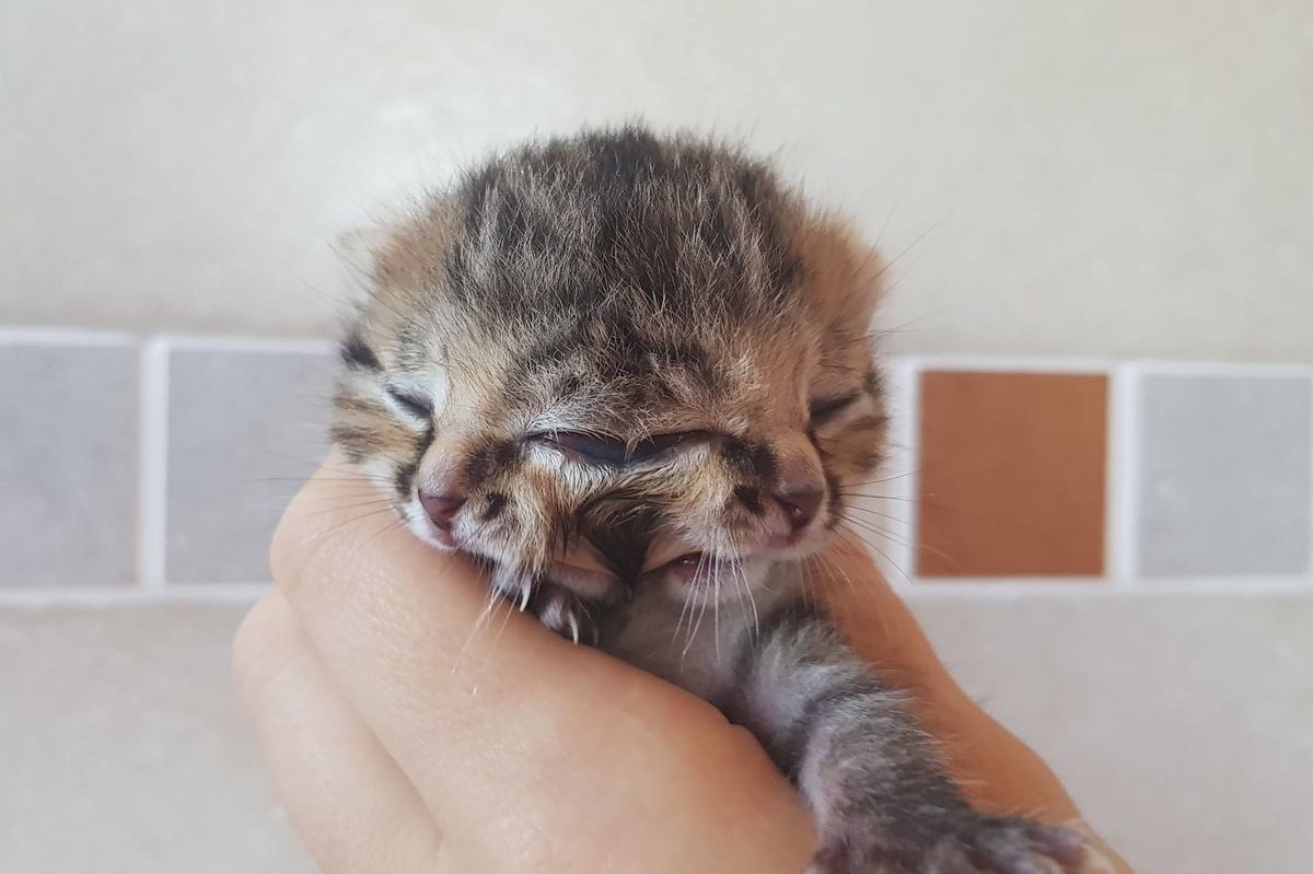 Kitten Born with Two Faces Saved By Woman Who Never Gave Up On Her Despite the Odds