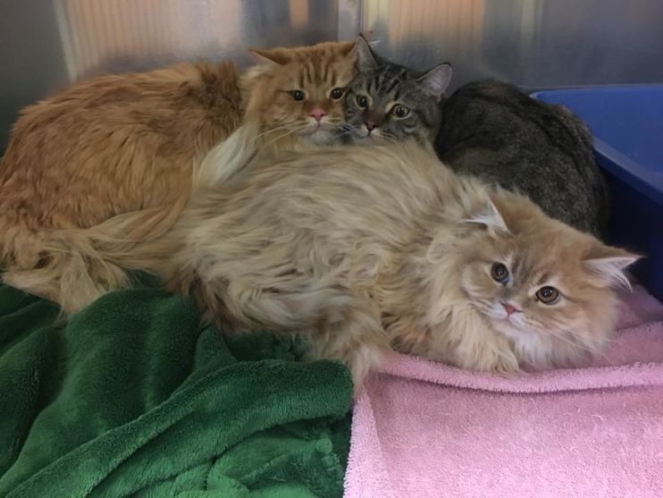 Himalayan Cats Found Outside Store With A Note Get Help In Time For The Holidays Love Meow