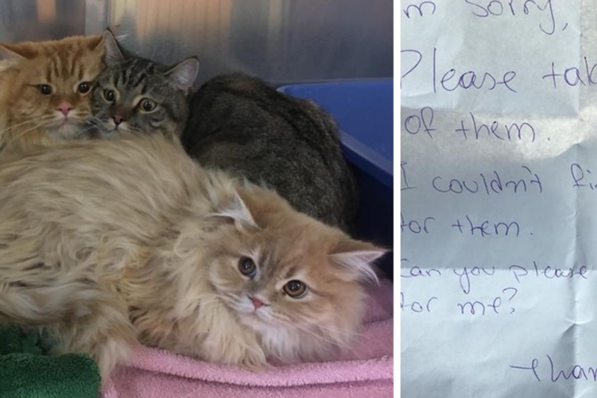 Himalayan Cats Found Outside Store with a Note, Get Help In Time for the Holidays
