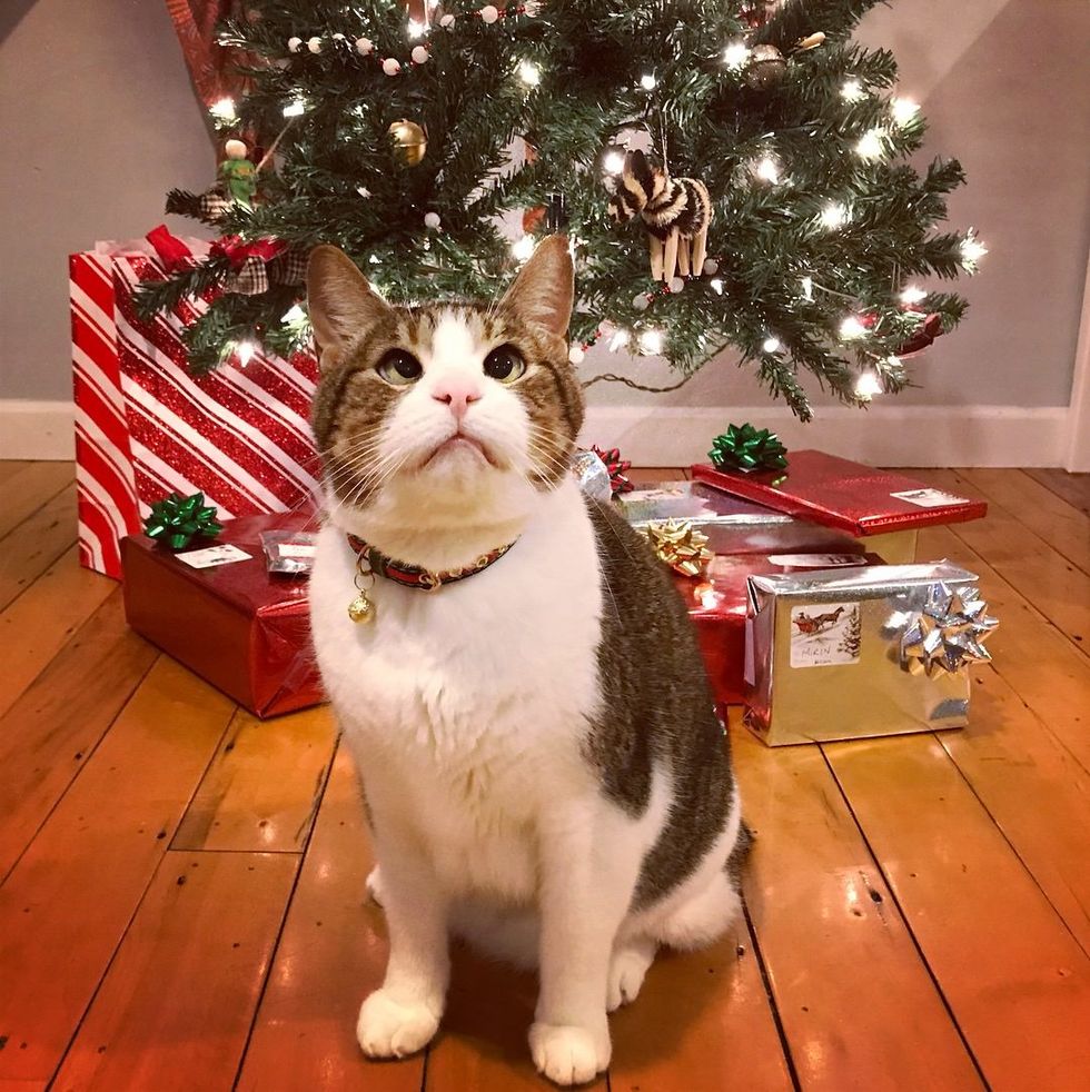 Christmas In Old Hallowell 2022 Cross-Eyed Cat Finds Brotherly Love In Another Rescue Kitty To Share  Christmas With This Year - Love Meow