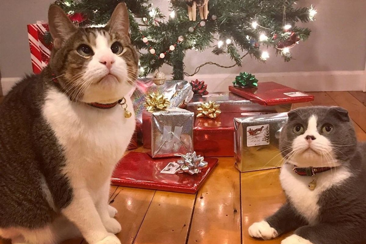 Cross-eyed Cat Finds Brotherly Love in Another Rescue Kitty to Share Christmas With This Year