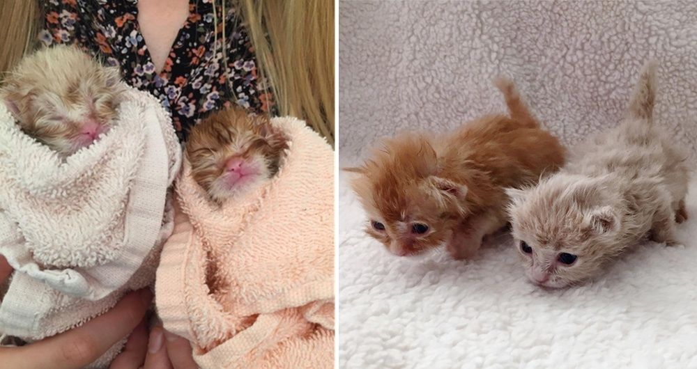 Newborn store ginger kittens