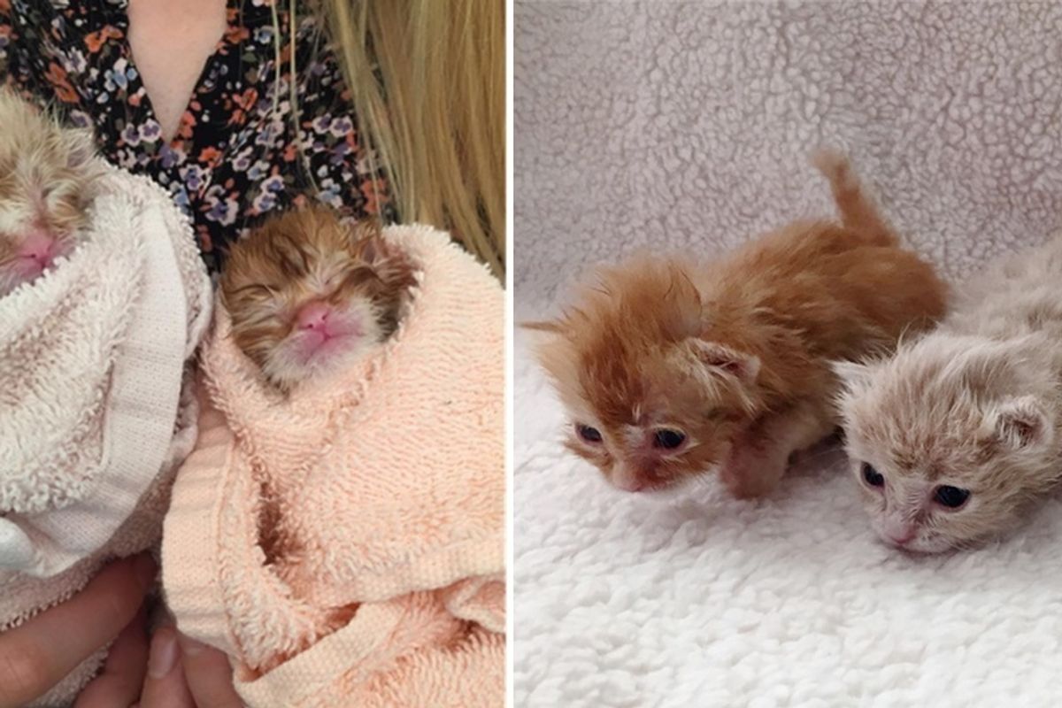 Woman Brings Kittens Back From the Brink and Raises Them into Gorgeous Ginger Siblings.