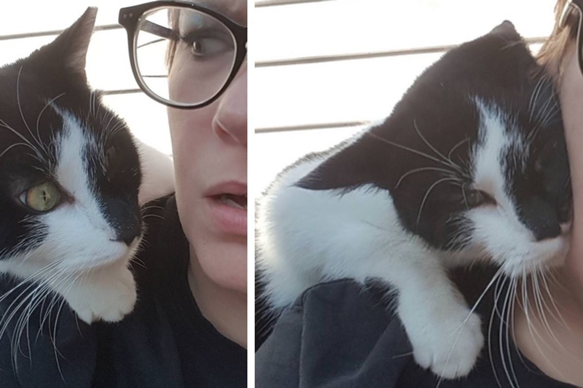Neighborhood Cat Jumps On Woman's Shoulder for a Cuddle and Won't Let Her Go