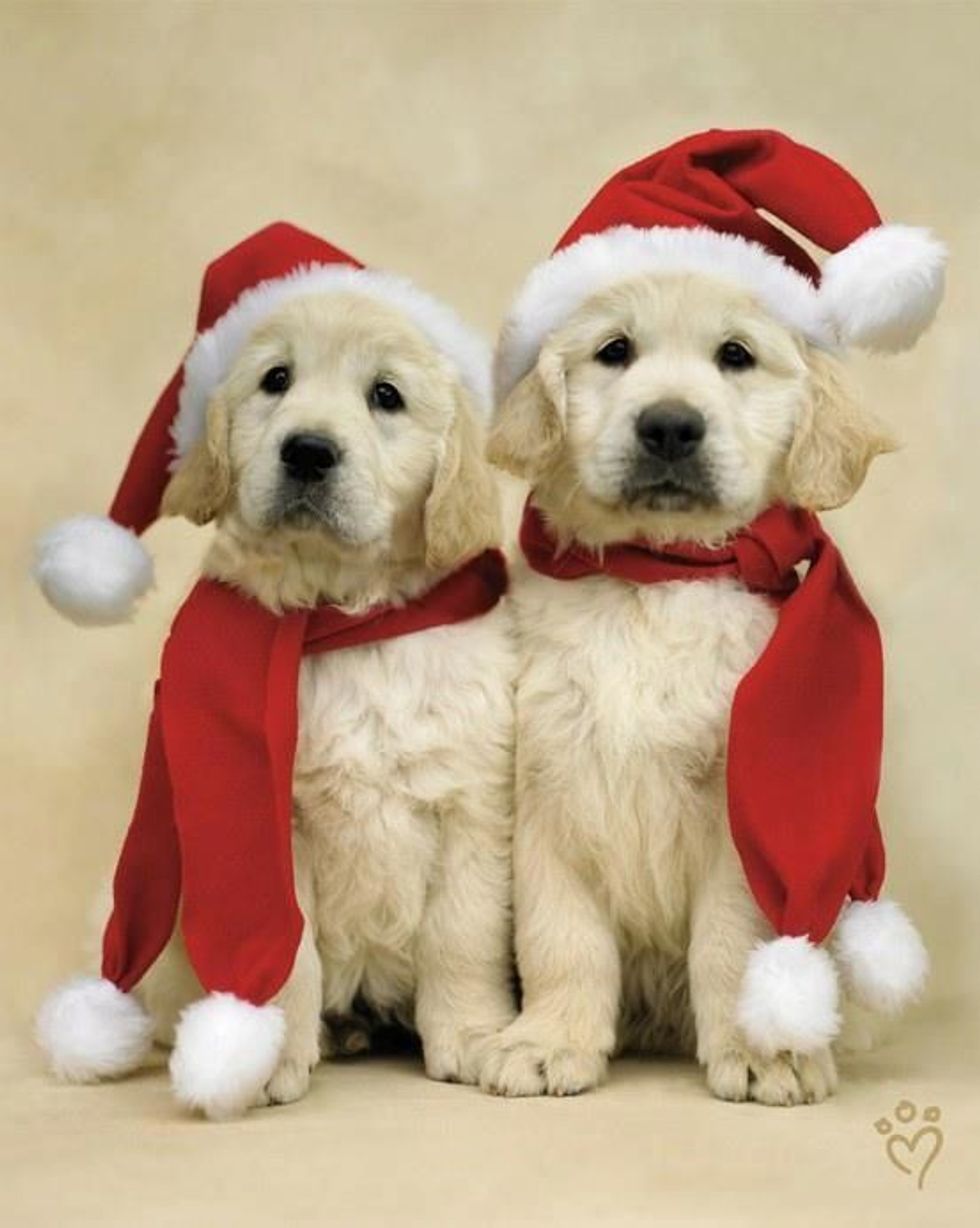 20 Christmas Puppies to Fill Your Holiday With Cheer