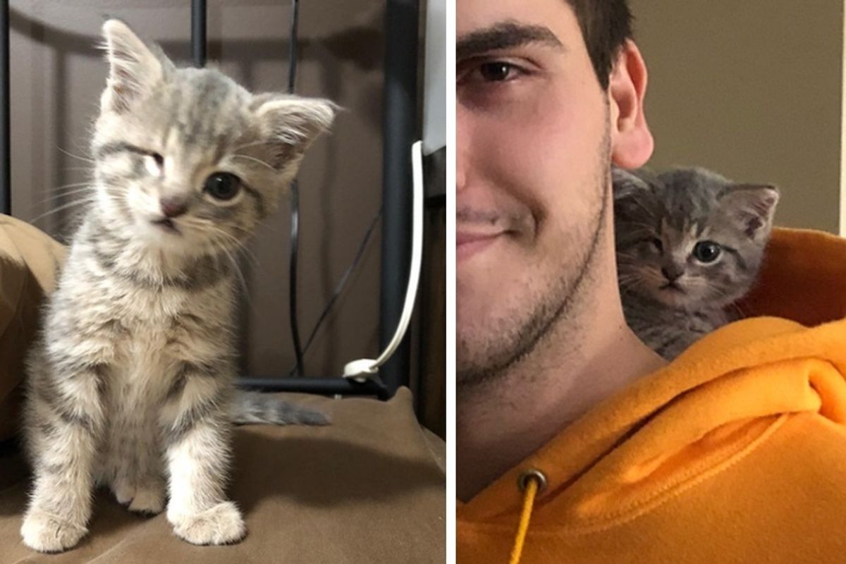 Kitten With a “Wink”, Found in Box of Christmas Ornaments and Rescued By Man - Her New Dad.