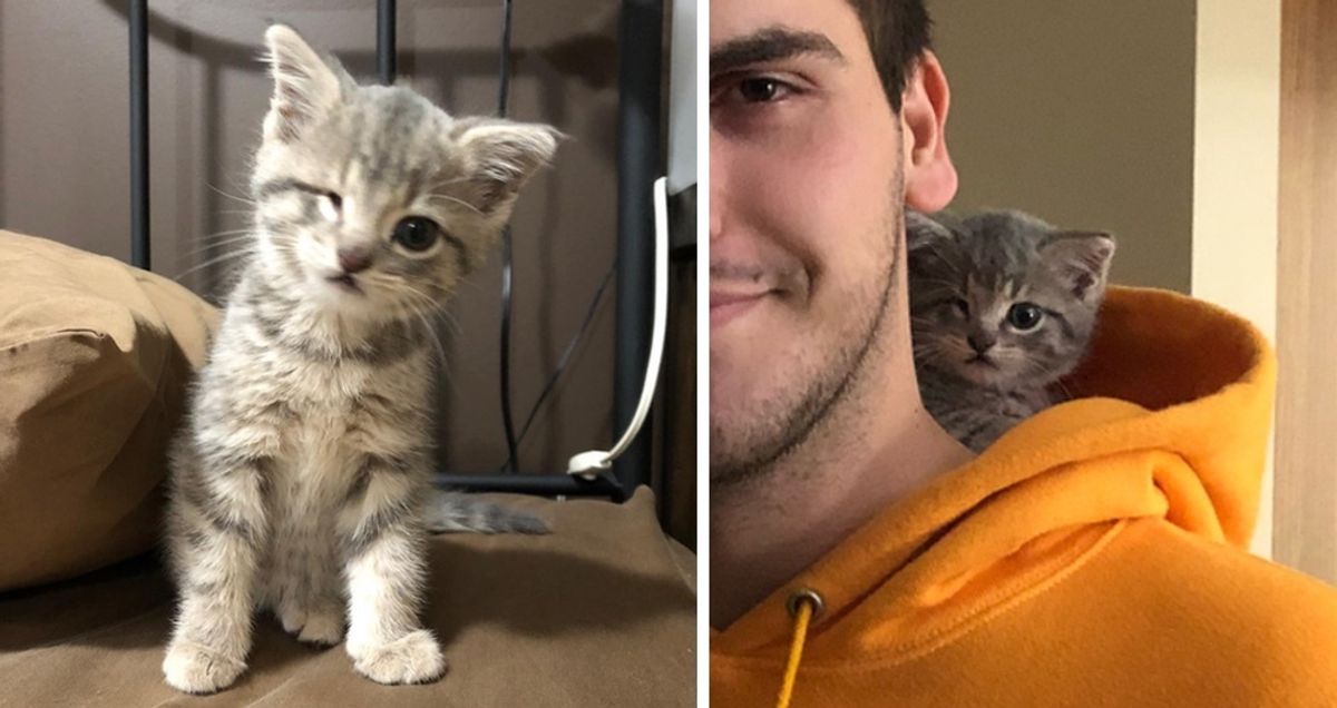 Kitten With a “Wink”, Found in Box of Christmas Ornaments and Rescued By Man - Her New Dad.