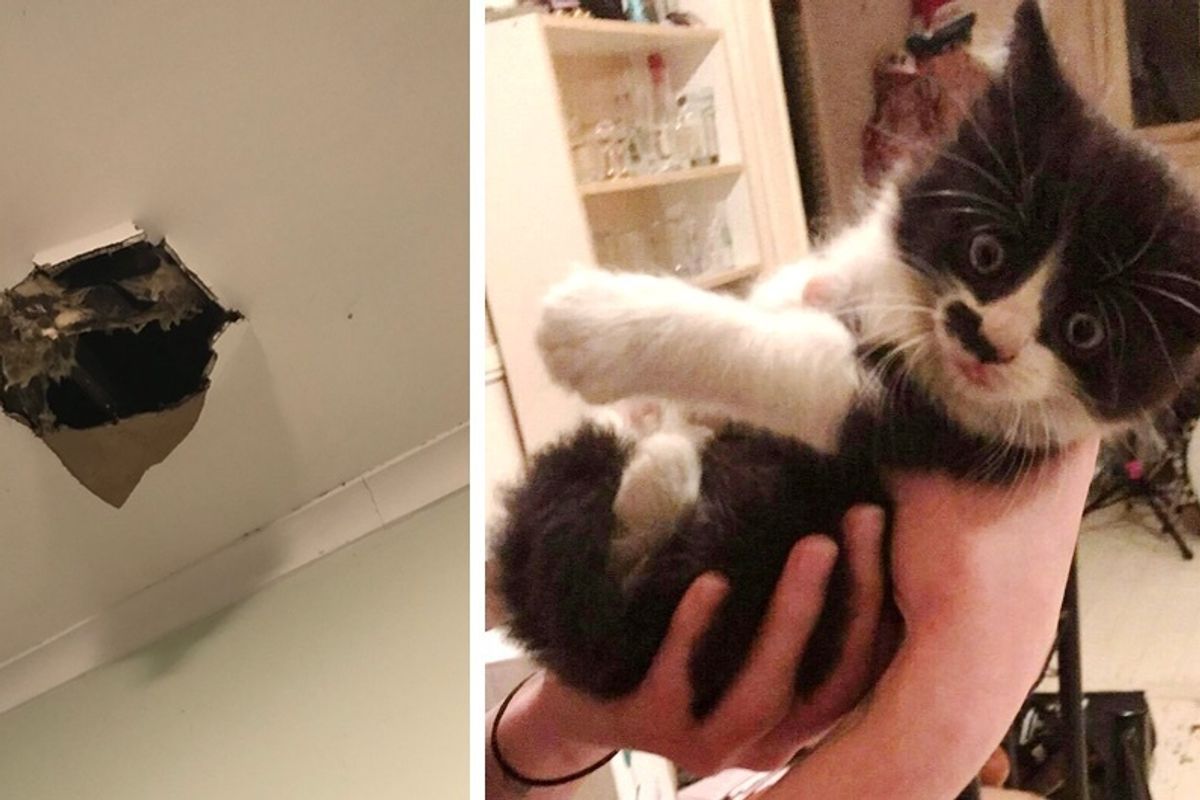 Tuxedo Kitten Falls From Ceiling Into Tenants' Hearts and His New Home