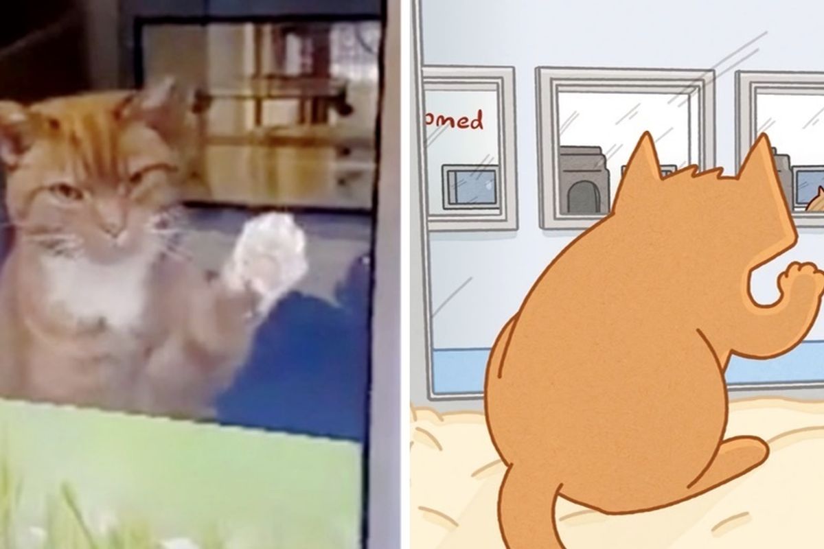 16-year-old Cat's Wish Comes True After 210 Days At Shelter -  His Tale Told in Animation