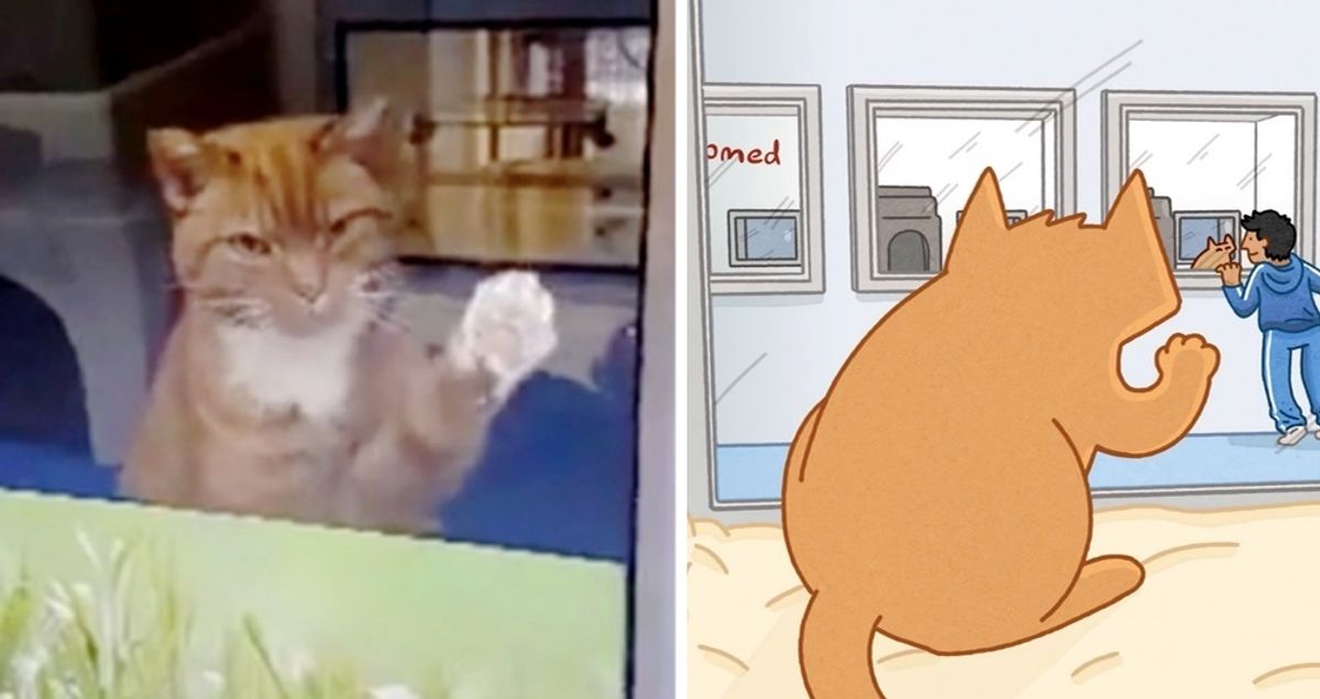 16-year-old Cat's Wish Comes True After 210 Days At Shelter -  His Tale Told in Animation