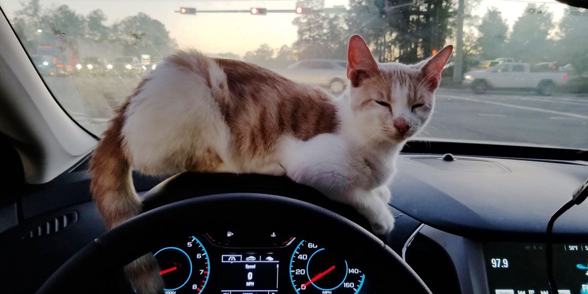 Cat Jumps Into Man�s Lap Through Car Window While He�s Cat Jumps Into Man�s Lap Through Car Window While He�s