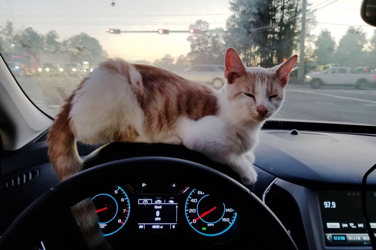 Cat Jumps Into Man's Lap Through Car Window While He's Getting Tacos In Drive-through