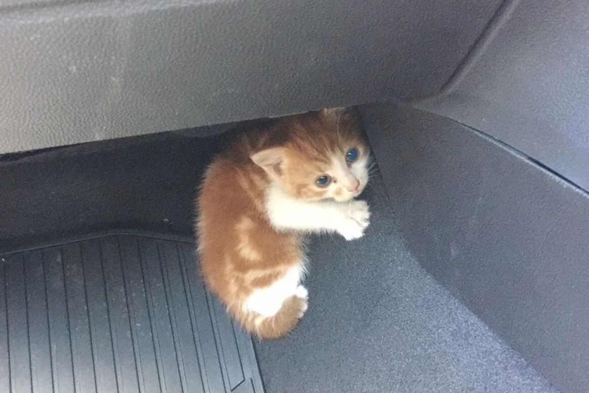 Stray Kitten Found on Highway Was Rescued After Several Hide-and-seek Adventures