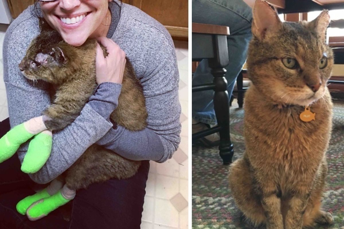 Cat Missing for a Decade Found His Way to His Family After California Fires, Now 2 Months Later.