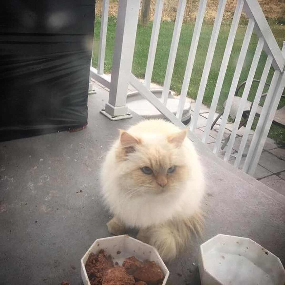 Fluffy Cat Wouldn't Let Anyone Near Her Until Rescuer Gave Her Help She Needed