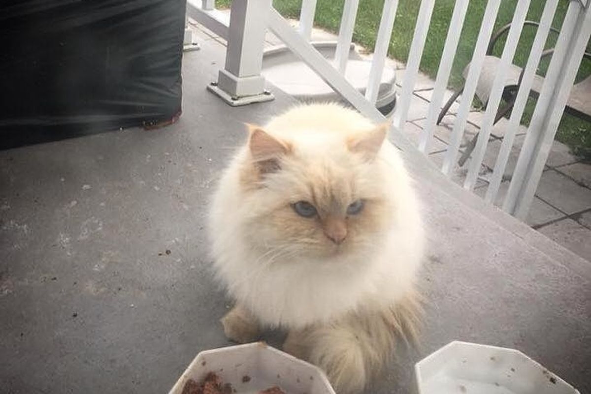 Fluffy Cat Wouldn't Let Anyone Near Her Until Rescuer Gave Her Help She Needed