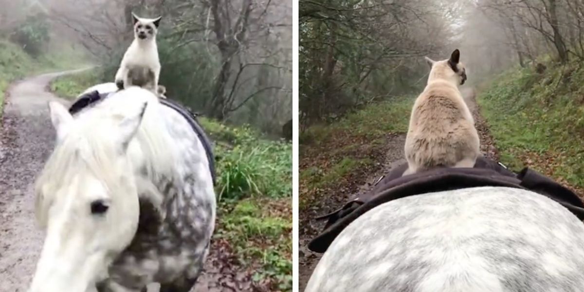Cat Bonded With Horse and They Explore Places Together Almost Every Day