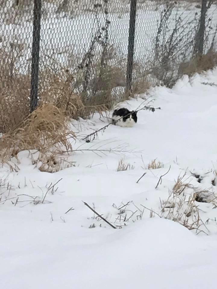 Overjoyed Feline Found in Snow Shows Endless Gratitude to Rescuers - Yeudon