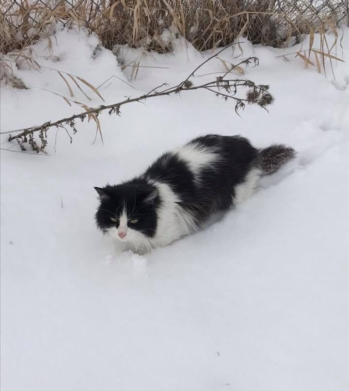 Overjoyed Feline Found in Snow Shows Endless Gratitude to Rescuers - Yeudon